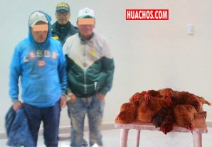 Capturan a una banda que eran el terror de las gallinas en el pueblo Capturan a una banda que eran el terror de las gallinas en el pueblo