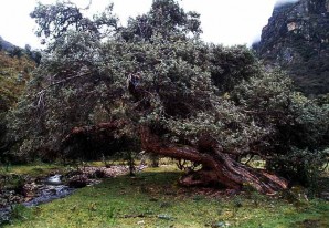 Un auténtica joya de la flora huancavelicana amenazada por uso intensivo - VIDEO Un auténtica joya de la flora huancavelicana amenazada por uso intensivo - VIDEO