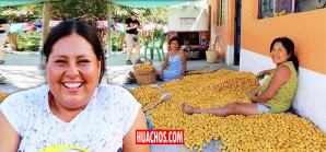 Provincia de Palpa soportó la temperatura más alta del Perú Provincia de Palpa soportó la temperatura más alta del Perú