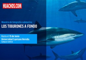 Tiburones a fondo: exposición de fotografía submarina recorre universidades peruanas Tiburones a fondo: exposición de fotografía submarina recorre universidades peruanas