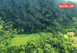 Huancavelica registró 17 mil hectáreas de bosques húmedos amazónicos al 2016 Huancavelica registró 17 mil hectáreas de bosques húmedos amazónicos al 2016