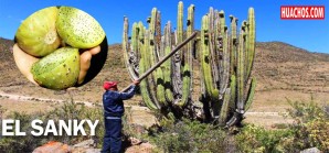 GORE Huancavelica proyecta duplicar la producción de Sanky en el 2017 GORE Huancavelica proyecta duplicar la producción de Sanky en el 2017