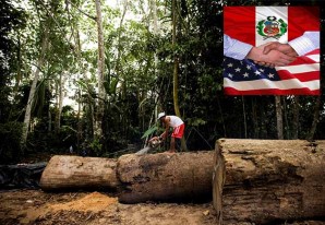 EE UU señala con el dedo al Perú por cargamentos de madera ilegal EE UU señala con el dedo al Perú por cargamentos de madera ilegal