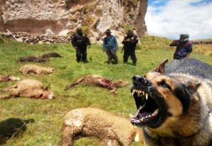 En Huancavelica, perros hambrientos contra-atacan de nuevo En Huancavelica, perros hambrientos contra-atacan de nuevo