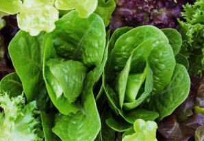 Verduras de hoja verde son esenciales para proteger la salud intestinal, según un estudio Verduras de hoja verde son esenciales para proteger la salud intestinal, según un estudio