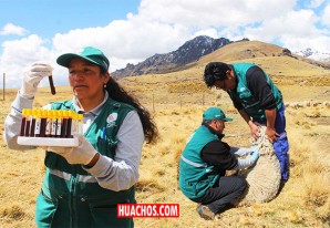 Realizan muestreo serológico para descartar enfermedad viral que afecta a ovinos Realizan muestreo serológico para descartar enfermedad viral que afecta a ovinos
