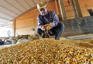 La ciencia confirma que los OGM son igual de sanos que el resto de alimentos La ciencia confirma que los OGM son igual de sanos que el resto de alimentos