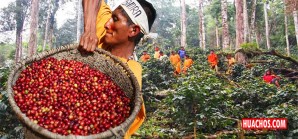 Caficultores Nomatsiguengas son ejemplo para comunidades nativas productoras Caficultores Nomatsiguengas son ejemplo para comunidades nativas productoras
