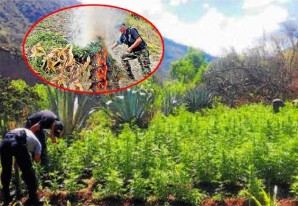 Queman 3 hectáreas de plantación de marihuana sativa (la menos potente) Queman 3 hectáreas de plantación de marihuana sativa (la menos potente)