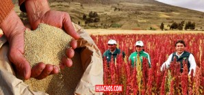 Huancavelica registró una producción de más de 1100 toneladas de quinua Huancavelica registró una producción de más de 1100 toneladas de quinua