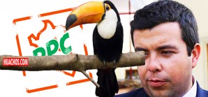 Cansado de tanto perder, el tucán quiere resurgir de sus cenizas, como el Ave Fénix Cansado de tanto perder, el tucán quiere resurgir de sus cenizas, como el Ave Fénix