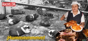 Aprueban «Normas de Competencia del Extensionista en el Manejo Productivo de Cuyes» Aprueban «Normas de Competencia del Extensionista en el Manejo Productivo de Cuyes»