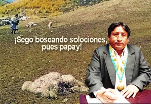 Manada de perros salvajes siguen haciendo su banquete con las alpacas Manada de perros salvajes siguen haciendo su banquete con las alpacas