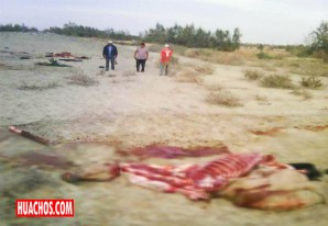 Sigue la racha de robo de caballos en Pisco para luego ser descuartizados Sigue la racha de robo de caballos en Pisco para luego ser descuartizados