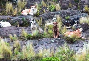 Jauría de perros salvajes siembra el pánico en un poblado de Huancavelica Jauría de perros salvajes siembra el pánico en un poblado de Huancavelica