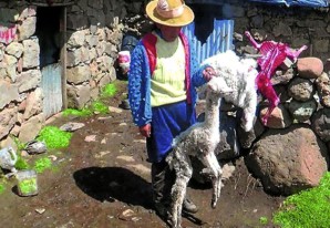 En Huancavelica los funcionarios de salud animal quieren curar la Salmonella con Mejoral En Huancavelica los funcionarios de salud animal quieren curar la Salmonella con Mejoral