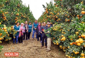 El mercado de Malasia abre sus puertas a los cítricos peruanos El mercado de Malasia abre sus puertas a los cítricos peruanos