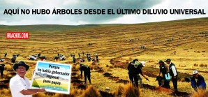 Fiebre de plantaciones de pino en las punas huancavelicanas a más de 4,000 m.s.n.m. Fiebre de plantaciones de pino en las punas huancavelicanas a más de 4,000 m.s.n.m.