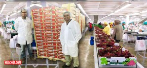 Proyectan exportar 340 mil toneladas de uva de mesa en campaña 2018 - 2019 Proyectan exportar 340 mil toneladas de uva de mesa en campaña 2018 - 2019