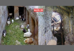 Aprovechan la noche lóbrega para hacer forado y robarse los cuyes Aprovechan la noche lóbrega para hacer forado y robarse los cuyes