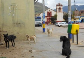 El zika está de moda pero hay otras enfermedades endémicas más peligrosas que nadie habla El zika está de moda pero hay otras enfermedades endémicas más peligrosas que nadie habla