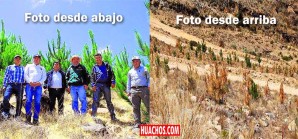 Vicegobernador de Ica supervisa «bosques de pino» que servirán para vender harta madera Vicegobernador de Ica supervisa «bosques de pino» que servirán para vender harta madera
