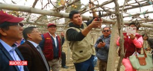 Costumbre chinchana, comienza el festival de la poda de viñedos en Grocio Prado | VIDEO Costumbre chinchana, comienza el festival de la poda de viñedos en Grocio Prado | VIDEO