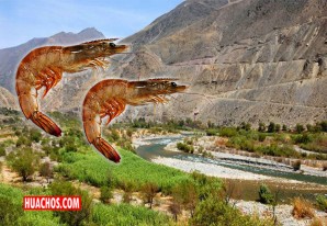 Pescadores de Pisco realizan campaña para salvar al camarón de río Pescadores de Pisco realizan campaña para salvar al camarón de río