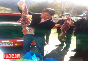 Comerciantes inescrupulosos transportan la carne fresca como si fuera charqui Comerciantes inescrupulosos transportan la carne fresca como si fuera charqui