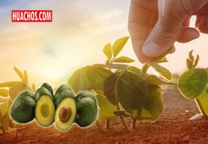 Fernando Cillóniz: «La palta es un cultivo ideal para el desarrollo de zonas de la sierra baja» Fernando Cillóniz: «La palta es un cultivo ideal para el desarrollo de zonas de la sierra baja»