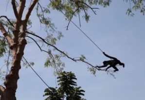 Ya murieron 2 monos y el que quedó vivo se escapó del mini zoológico de Ica - VIDEO Ya murieron 2 monos y el que quedó vivo se escapó del mini zoológico de Ica - VIDEO