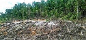 La deforestación, un dolor de cabeza para la medicina natural La deforestación, un dolor de cabeza para la medicina natural