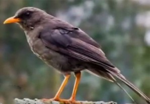 Flora y fauna huancavelicana: El chihuaco y las guindas Flora y fauna huancavelicana: El chihuaco y las guindas