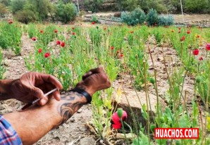 Noticias rentables monetariamente: La economía de Ayacucho se diversifica | VIDEO Noticias rentables monetariamente: La economía de Ayacucho se diversifica | VIDEO