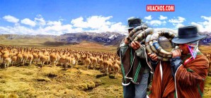 Este domingo 25 el extraordinario chaccu en el distrito de Huachocolpa, Huancavelica | VIDEO Este domingo 25 el extraordinario chaccu en el distrito de Huachocolpa, Huancavelica | VIDEO