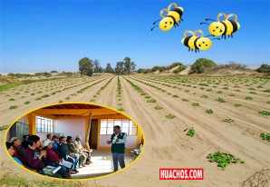 MINAGRI fomenta buenas prácticas agrícolas y apícolas en Callango, Ica MINAGRI fomenta buenas prácticas agrícolas y apícolas en Callango, Ica