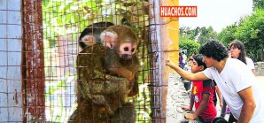 Los animales del Zoológico de la ciudad de Ica literalmente se mueren de hambre Los animales del Zoológico de la ciudad de Ica literalmente se mueren de hambre