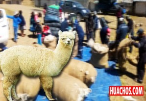 Huancavelica, coloca en el mercado nacional más de 93 mil libras de fibra de alpaca - VIDEO Huancavelica, coloca en el mercado nacional más de 93 mil libras de fibra de alpaca - VIDEO