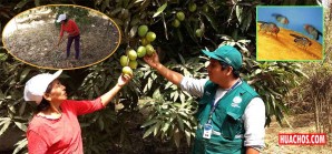 Mejorando la productividad de la agricultura frutal en la región Ica Mejorando la productividad de la agricultura frutal en la región Ica
