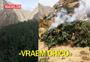 PNP destruye más de 20 mil plantas de marihuana en Chavín - Chincha PNP destruye más de 20 mil plantas de marihuana en Chavín - Chincha