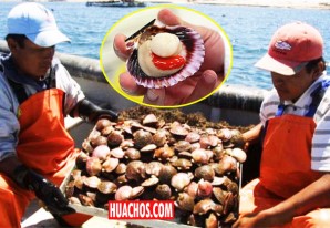 La Unión Europea abre las puertas a las deliciosas conchas de abanico peruana La Unión Europea abre las puertas a las deliciosas conchas de abanico peruana