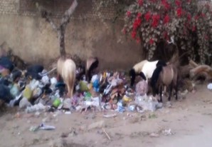 Los ponis se buscan la vida en el basurero del zoológico municipal de Ica Los ponis se buscan la vida en el basurero del zoológico municipal de Ica