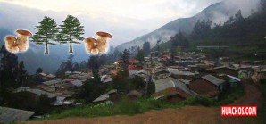 Plantación extensiva de pinos en Samana, Cuchicancha, Wuajcharayacc, Huayangoto ¡YA! Plantación extensiva de pinos en Samana, Cuchicancha, Wuajcharayacc, Huayangoto ¡YA!