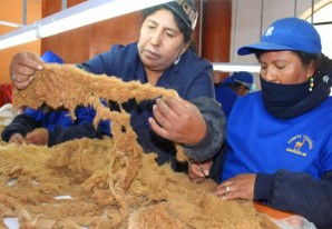 Comunidad de Huachocolpa conquista el mercado italiano exportando fibra de vicuña Comunidad de Huachocolpa conquista el mercado italiano exportando fibra de vicuña