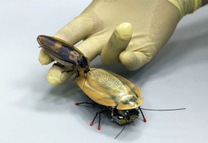 Una cucaracha robot, es el último grito en biotecnología Una cucaracha robot, es el último grito en biotecnología