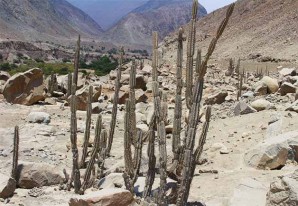 La desgracia de los petroglifos de Marcas bestias humanas destruyeron los diseños La desgracia de los petroglifos de Marcas bestias humanas destruyeron los diseños