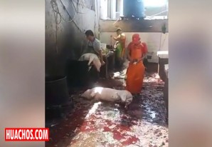 En el camal municipal de la ciudad de Ica, se mata a los chanchos al estilo criollo En el camal municipal de la ciudad de Ica, se mata a los chanchos al estilo criollo