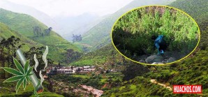 Plantaciones de marihuana en San Luis de Huañupiza - San Juan de Yánac Plantaciones de marihuana en San Luis de Huañupiza - San Juan de Yánac