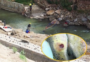 Pescan truchas con llagas en el cuerpo, las autoridades dicen que es canibalismo Pescan truchas con llagas en el cuerpo, las autoridades dicen que es canibalismo