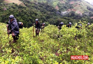 Erradican más de 19 100 hectáreas de cultivos ilegales de hoja de coca durante 2018 | VIDEO Erradican más de 19 100 hectáreas de cultivos ilegales de hoja de coca durante 2018 | VIDEO